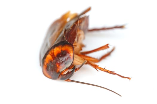 close up Dead cockroaches on white background