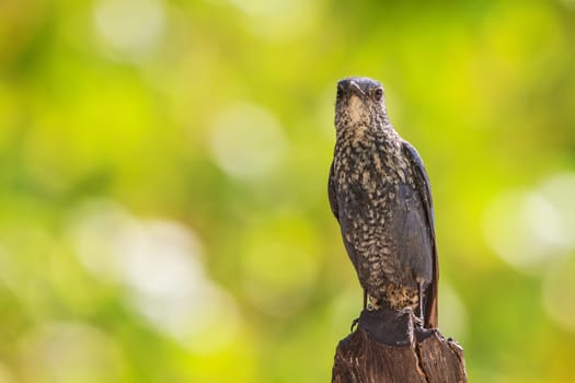 Blue Rock Thrush bird (Monticola solitarius) standing in nature