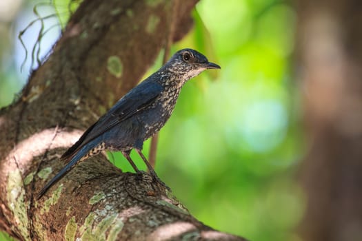 Blue Rock Thrush bird (Monticola solitarius) standing in nature