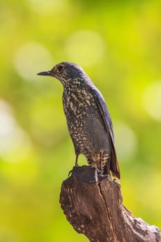 Blue Rock Thrush bird (Monticola solitarius) standing in nature