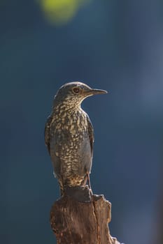 Blue Rock Thrush bird (Monticola solitarius) standing in nature