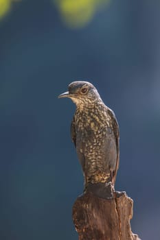 Blue Rock Thrush bird (Monticola solitarius) standing in nature