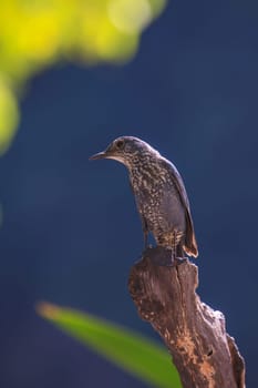 Blue Rock Thrush bird (Monticola solitarius) standing in nature