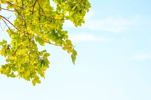 Green leaves on background,  can be used as background