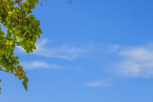 Green leaves on background,  can be used as background