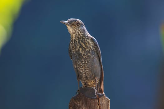 Blue Rock Thrush bird (Monticola solitarius) standing in nature