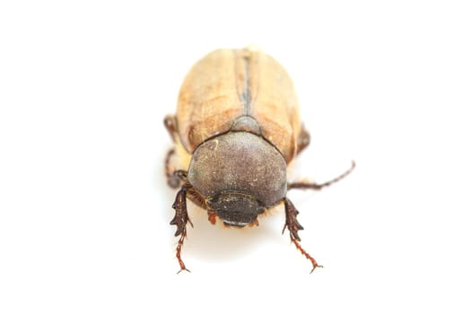 Cockchafer or  May bug on white background