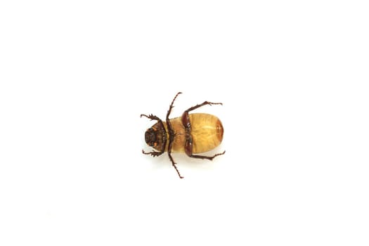 Cockchafer or  May bug on white background