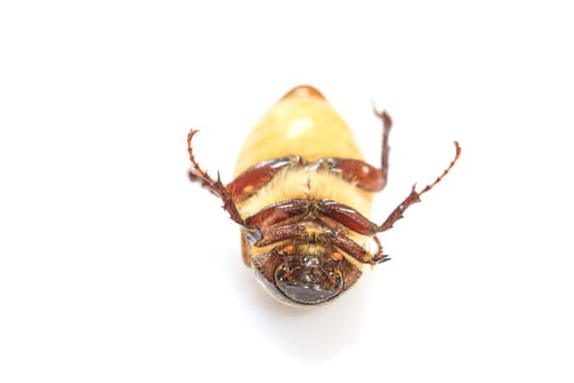 Cockchafer or  May bug on white background