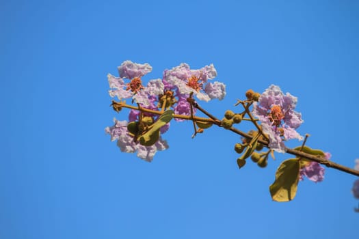 Beautiful purple lagerstroemia flower, close up with blue sky background