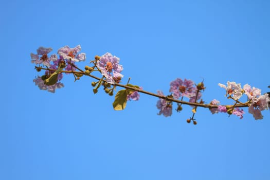 Beautiful purple lagerstroemia flower, close up with blue sky background