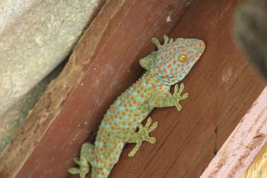 Close up Thailand gecko on wall in home