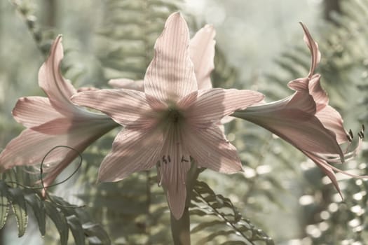 Hippeastrum johnsonii Bury beautiful flower with nature blur background