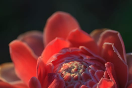 Abstract flower with sunray,  Etlingera Elatior or Red Torch Ginger