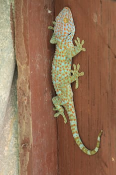 Close up Thailand gecko on wall in home