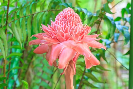 flowers from Thailand, Etlingera Elatior or Red Torch Ginger
