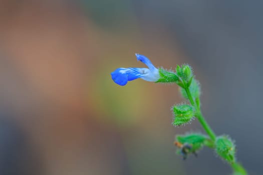 beautiful wild flower in forest, nature background