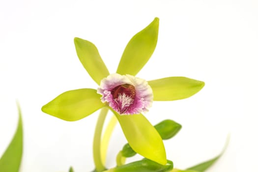 Vanilla pilifera Rare species wild orchids on white background