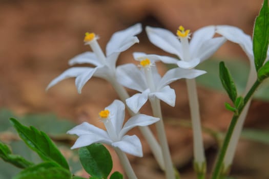 beautiful wild flower in forest, nature background
