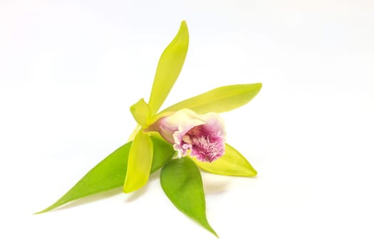 Vanilla pilifera Rare species wild orchids on white background
