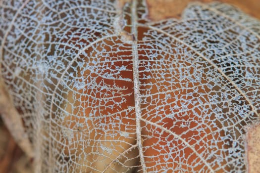 Texture with rotten leaves with fibers, filigree abstract on leaf
