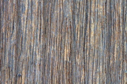 Tree bark texture background, texture of bark wood use as natural background