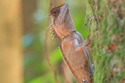 Masked spiny lizard on tree,Masken-Nackenstachler,black face lizard