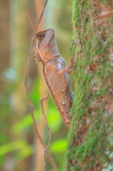 Masked spiny lizard on tree,Masken-Nackenstachler,black face lizard