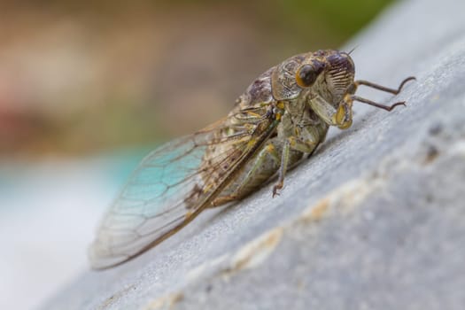 Cicadas in the ground, close up insect from nature