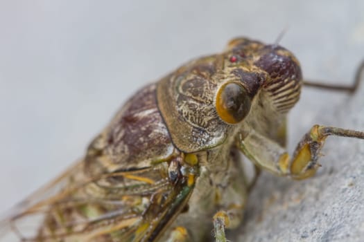 Cicadas in the ground, close up insect from nature