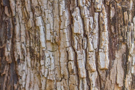 texture of bark tree use as natural background