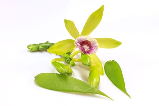 Vanilla pilifera Rare species wild orchids on white background
