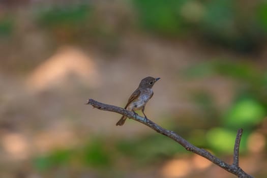 Beautiful black Flycatcher bird, Dark-sided Flycatcher (Muscicapa sibirica), standing on a branch