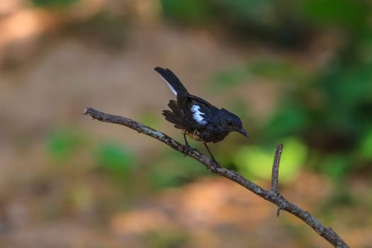 Oriental Magpie Robin bird perched on a tree