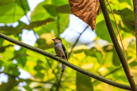 Silver-breasted Broadbill (Serilophus lunatus) beautiful bird on a branch