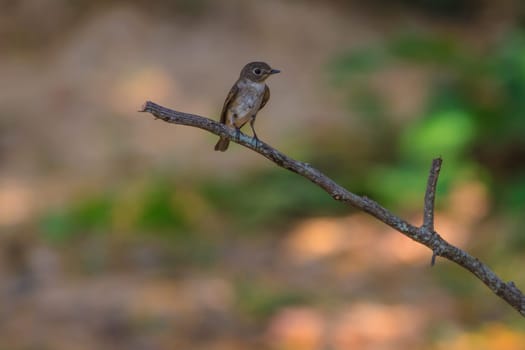 Beautiful black Flycatcher bird, Dark-sided Flycatcher (Muscicapa sibirica), standing on a branch