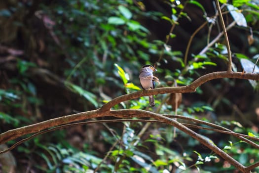 colorful bird Silver-breasted broadbill (Serilophus lunatus) on tree branch
