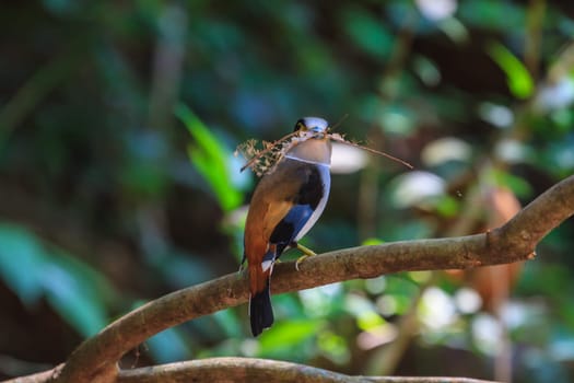 colorful bird Silver-breasted broadbill (Serilophus lunatus) on tree branch