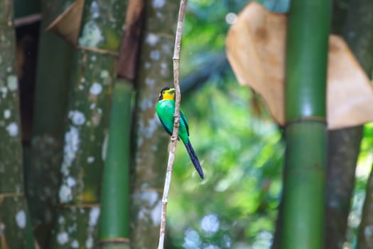 colorful bird long tailed broadbill on tree branch in forest