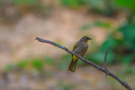 Stripe-throated Bulbul Bird, standing on a branch in nature of thailand