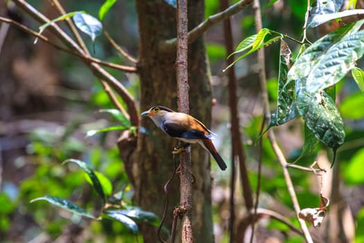 Silver-breasted Broadbill (Serilophus lunatus) beautiful bird on a branch