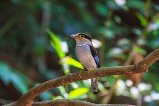 colorful bird Silver-breasted broadbill (Serilophus lunatus) on tree branch