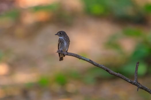 Beautiful black Flycatcher bird, Dark-sided Flycatcher (Muscicapa sibirica), standing on a branch