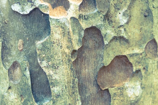 Tree bark texture background, texture of bark wood use as natural background
