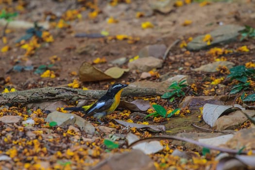 Male Yellow-rumped flycatcher (Ficedula zanthopygia) in nature of Thailand