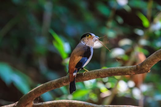 colorful bird Silver-breasted broadbill (Serilophus lunatus) on tree branch