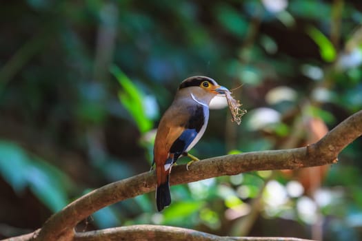 colorful bird Silver-breasted broadbill (Serilophus lunatus) on tree branch