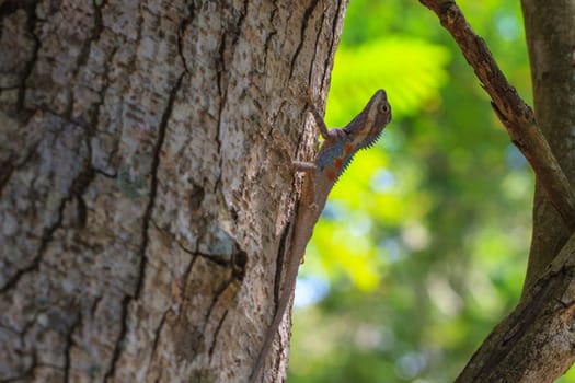 Masked spiny lizard on tree,Masken-Nackenstachler,black face lizard