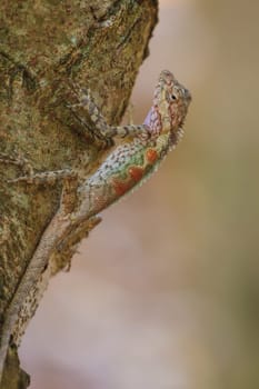 Masked spiny lizard on tree,Masken-Nackenstachler,black face lizard