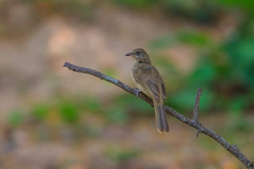 Streak-eared Bulbul (Pycnonotus blanfordi) in nature of Thailand